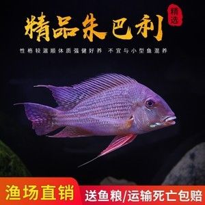 朱巴利魚與紅珍珠關(guān)刀的混養(yǎng)指南，朱巴利魚與紅珍珠關(guān)刀的混養(yǎng)指南朱巴利魚與紅珍珠關(guān)刀的混養(yǎng)指南