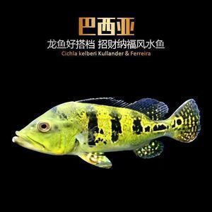 帝王三間魚飼料品牌推薦，帝王三間魚飼料品牌推薦印尚紅飼料品牌推薦 觀賞魚市場(chǎng)（混養(yǎng)魚） 第2張