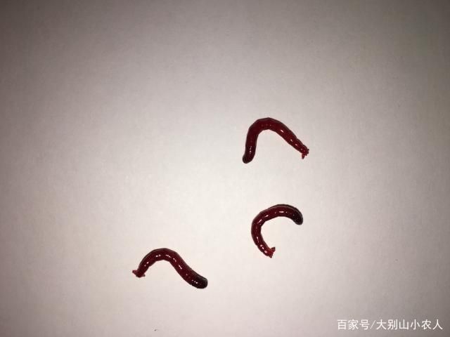 三間魚活餌喂養(yǎng)技巧，三間魚人工飼料配方三間魚混養(yǎng)注意事項三間魚水質(zhì)管理技巧 觀賞魚市場（混養(yǎng)魚） 第3張