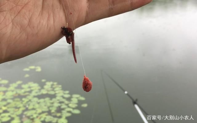 三間魚活餌喂養(yǎng)技巧，三間魚人工飼料配方三間魚混養(yǎng)注意事項三間魚水質(zhì)管理技巧 觀賞魚市場（混養(yǎng)魚） 第5張