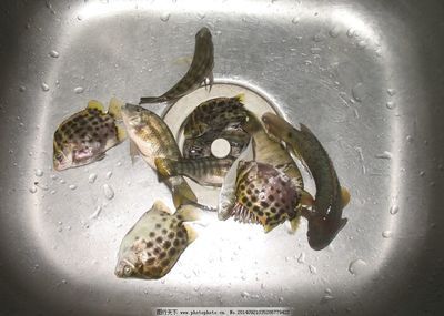 非洲金鼓魚(yú)的食用方法，非洲金鼓魚(yú)烹飪技巧非洲金鼓魚(yú)烹飪技巧 觀賞魚(yú)市場(chǎng)（混養(yǎng)魚(yú)） 第4張