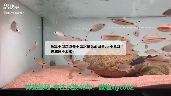 非洲金鼓魚(yú)的食用方法，非洲金鼓魚(yú)烹飪技巧非洲金鼓魚(yú)烹飪技巧 觀賞魚(yú)市場(chǎng)（混養(yǎng)魚(yú)） 第3張