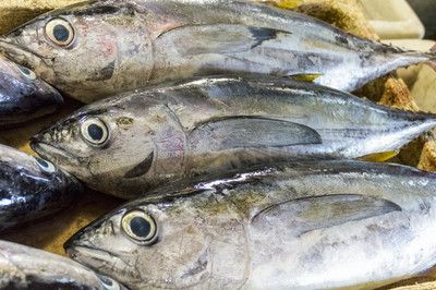 巴西亞魚食物新鮮度判斷，巴西亞魚食物保存技巧 觀賞魚市場（混養(yǎng)魚） 第4張