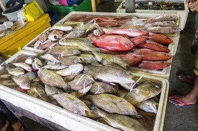 巴西亞魚食物新鮮度判斷，巴西亞魚食物保存技巧 觀賞魚市場（混養(yǎng)魚） 第2張