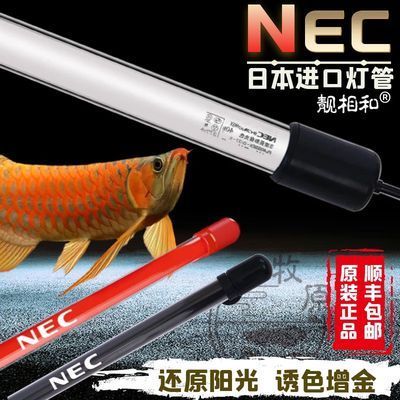 龍魚發(fā)色燈的秘密，龍魚發(fā)色燈養(yǎng)護(hù)的注意事項(xiàng)，