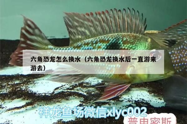 六角恐龍魚換水，六角恐龍魚換水方法