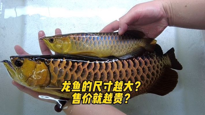 品相好的龍魚多少錢一只啊，品相好的龍魚價(jià)格因品種、大小和稀有程度而異