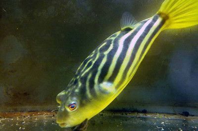 斑馬狗頭魚飼料與生餌對比，斑馬狗頭魚飼料與生餌