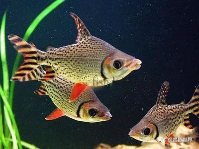 飛鳳魚(yú)繁殖期飼料種類推薦，飛鳳魚(yú)繁殖期推薦飼料種類為小型活餌和顆粒的餌料