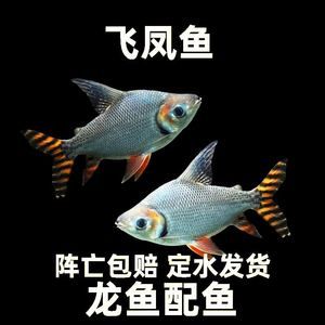 龍魚配泰國(guó)鯽魚好嗎，龍魚與泰國(guó)鯽魚混養(yǎng)比例,泰國(guó)鯽魚日常飼料選擇指南 龍魚百科 第5張