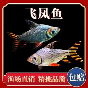 龍魚配泰國(guó)鯽魚好嗎，龍魚與泰國(guó)鯽魚混養(yǎng)比例,泰國(guó)鯽魚日常飼料選擇指南 龍魚百科 第4張