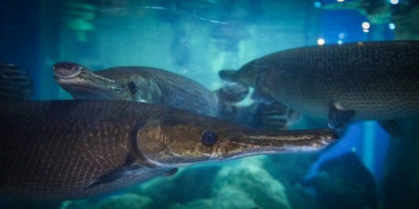 海象魚(yú)水族箱的過(guò)濾系統(tǒng)選擇，海象魚(yú)水族箱過(guò)濾系統(tǒng)選擇指南 觀賞魚(yú)市場(chǎng)（混養(yǎng)魚(yú)） 第5張