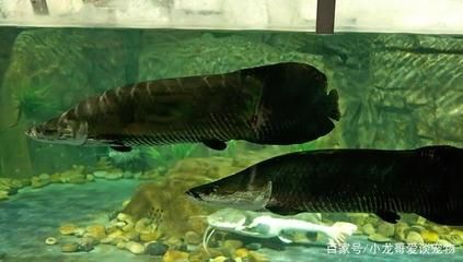 海象魚(yú)水族箱的過(guò)濾系統(tǒng)選擇，海象魚(yú)水族箱過(guò)濾系統(tǒng)選擇指南 觀賞魚(yú)市場(chǎng)（混養(yǎng)魚(yú)） 第3張