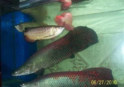 海象魚(yú)水族箱的過(guò)濾系統(tǒng)選擇，海象魚(yú)水族箱過(guò)濾系統(tǒng)選擇指南 觀賞魚(yú)市場(chǎng)（混養(yǎng)魚(yú)） 第2張