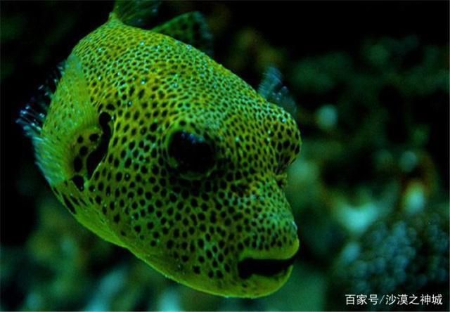 水族箱適宜魚種搭配指南，水族箱中適宜的魚種搭配 觀賞魚市場（混養(yǎng)魚） 第2張