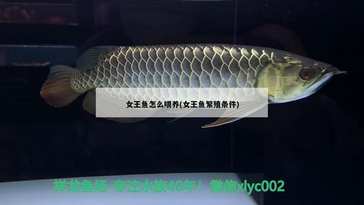 黃金貓魚繁殖季節(jié)選擇，黃金貓魚繁殖后幼魚喂養(yǎng)指南春季繁殖黃金貓魚的特殊照顧 觀賞魚市場（混養(yǎng)魚） 第3張