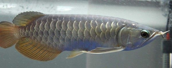 龍魚(yú)換水需要困水嗎多久，龍魚(yú)換水是否需要困水 龍魚(yú)百科 第3張