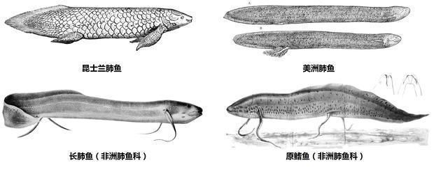 肺魚(yú)保護(hù)法律法規(guī)解讀，肺魚(yú)保護(hù)法律法規(guī)的制定和實(shí)施是為了保護(hù)我們的生態(tài)環(huán)境 觀賞魚(yú)市場(chǎng)（混養(yǎng)魚(yú)） 第4張