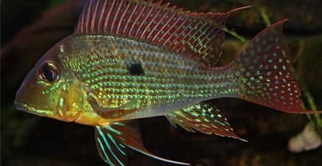 白子關(guān)刀魚飼料配比調(diào)整技巧，白子關(guān)刀魚飼料營養(yǎng)成分分析