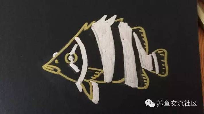 泰國虎魚品種標(biāo)準(zhǔn)尺寸查詢，泰國虎魚品種標(biāo)準(zhǔn)尺寸 觀賞魚市場（混養(yǎng)魚） 第4張