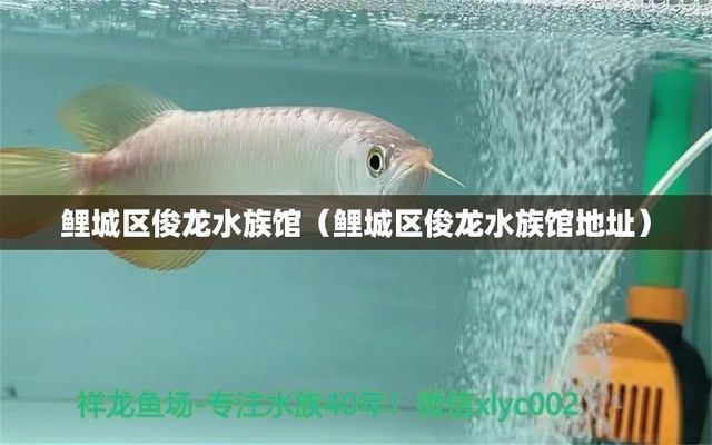 祥龍水族館特色表演時間，尋找祥龍水族館特色表演時間 觀賞魚市場（混養(yǎng)魚） 第2張