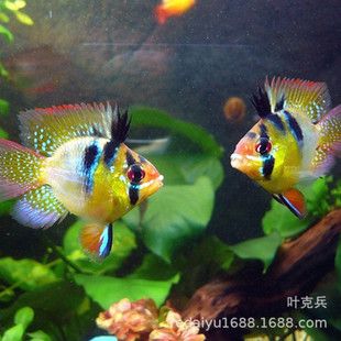 翡翠鳳凰魚(yú)適宜水溫范圍，翡翠鳳凰魚(yú)適宜在24-26℃的水溫環(huán)境中生存