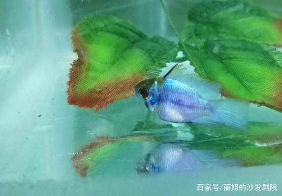 短鯛對(duì)三間鼠魚繁殖的影響，短鯛與三間鼠魚的混養(yǎng)需要注意一些問題