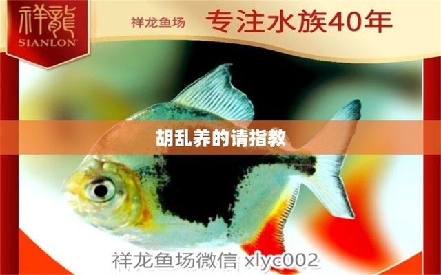 泰龐海鰱魚營(yíng)養(yǎng)價(jià)值分析，泰龐海鰱魚的養(yǎng)殖方法