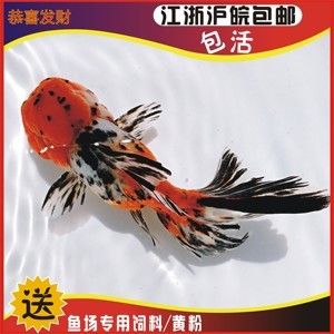 丹頂錦鯉飼料保存技巧，丹頂錦鯉飼料的保存技巧 觀賞魚市場（混養(yǎng)魚） 第3張