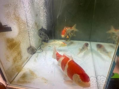 丹頂錦鯉飼料保存技巧，丹頂錦鯉飼料的保存技巧