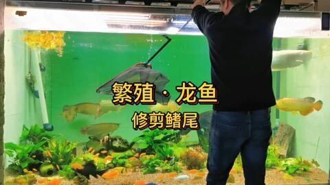 龍魚養(yǎng)殖基地地址在哪里，北京龍魚養(yǎng)殖基地 龍魚百科 第5張