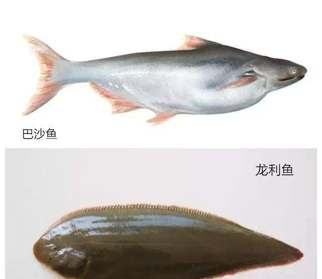 龍魚有什么營養(yǎng)，龍魚不僅味道鮮美而且營養(yǎng)價值高而且營養(yǎng)價值高