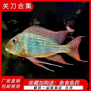 元寶鳳凰魚的疾病預(yù)防，元寶鳳凰魚水質(zhì)管理技巧元寶鳳凰魚水質(zhì)管理技巧