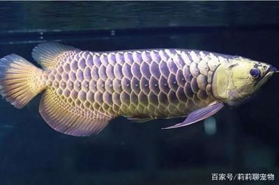 龍魚(yú)嚴(yán)重脫肛了怎么治療，龍魚(yú)嚴(yán)重脫肛手術(shù)后的護(hù)理