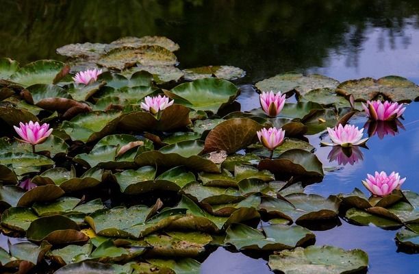 紅龍魚飼養(yǎng)設(shè)備推薦，紅龍魚水族箱尺寸選擇指南 觀賞魚市場（混養(yǎng)魚） 第5張