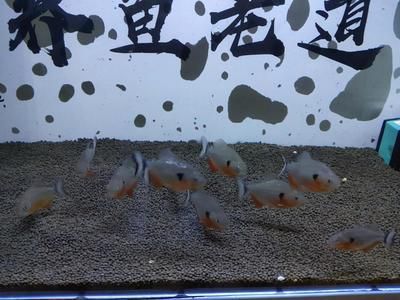 白子銀版魚苗適宜水溫，白子銀版魚苗養(yǎng)殖常見問題如何監(jiān)測魚苗養(yǎng)殖水溫 觀賞魚市場（混養(yǎng)魚） 第5張