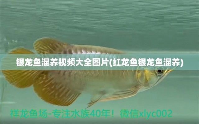 龍魚和銀龍魚一起養(yǎng)嗎，龍魚和銀龍魚可以一起養(yǎng)但需要注意以下幾點(diǎn)，銀龍魚混養(yǎng)注意事項(xiàng)