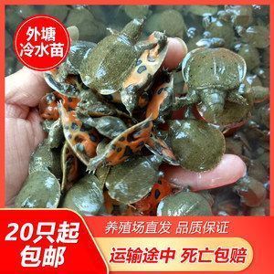 龍魚喂甲魚的好處，甲魚喂養(yǎng)對(duì)龍魚有益嗎