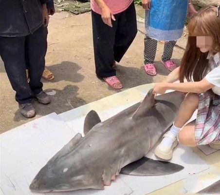 鴨嘴鯊魚的自然棲息地，如何保護鴨嘴鯊魚的棲息地，亞馬遜河流域的其他特有物種 觀賞魚市場（混養(yǎng)魚） 第3張