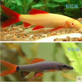 女王大帆魚苗適宜水溫調(diào)節(jié)方法，女王大帆魚苗水質(zhì)管理技巧女王大帆魚苗水質(zhì)管理技巧 觀賞魚市場（混養(yǎng)魚） 第4張