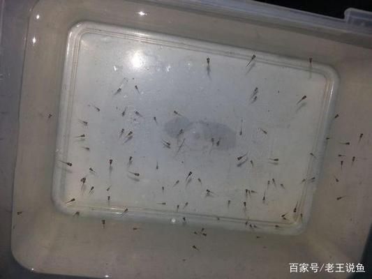 巴西亞魚苗換水操作要點，巴西亞魚苗換水操作要點摘要 觀賞魚市場（混養(yǎng)魚） 第3張