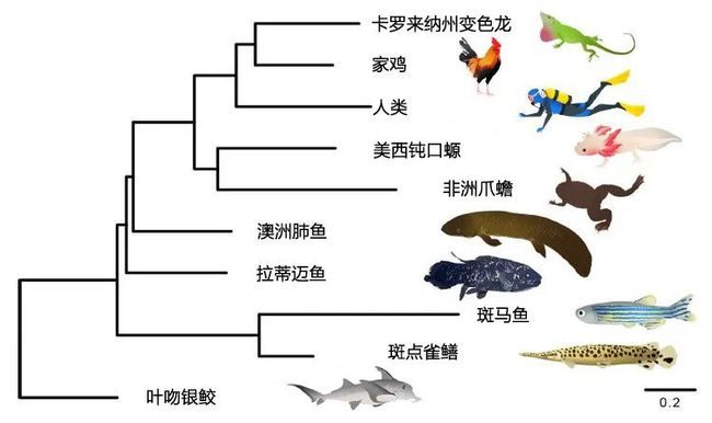 肺魚基因組與人類基因組對比，肺魚基因組與人類基因組在多個方面存在顯著差異 觀賞魚市場（混養(yǎng)魚） 第4張