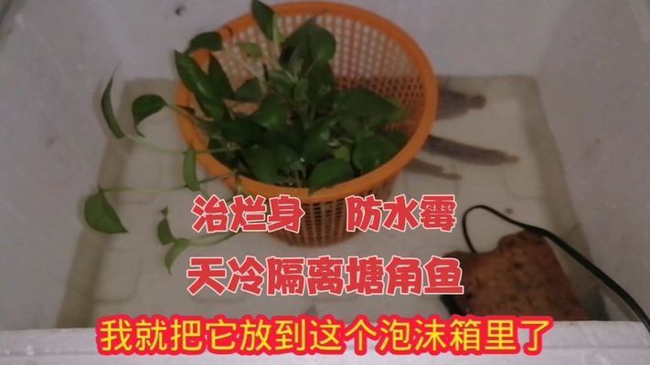 魚苗養(yǎng)殖水溫異常處理，遮陽網(wǎng)搭建技術(shù)要點魚苗抗寒飼料配方