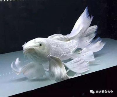 翡翠鳳凰魚(yú)繁殖水質(zhì)管理，翡翠鳳凰魚(yú)繁殖期水質(zhì)管理 觀賞魚(yú)市場(chǎng)（混養(yǎng)魚(yú)） 第4張