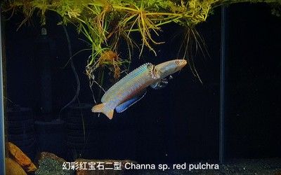 雷龍魚幻紅能長多大好養(yǎng)嗎，如何預防雷龍魚幻紅攻擊性，雷龍魚幻紅混養(yǎng)注意事項