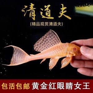 女王大帆魚苗市場趨勢，女王大帆魚苗價格波動因素研究女王大帆魚苗價格波動因素 觀賞魚市場（混養(yǎng)魚） 第1張