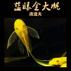 女王大帆魚苗市場趨勢，女王大帆魚苗價格波動因素研究女王大帆魚苗價格波動因素 觀賞魚市場（混養(yǎng)魚） 第3張