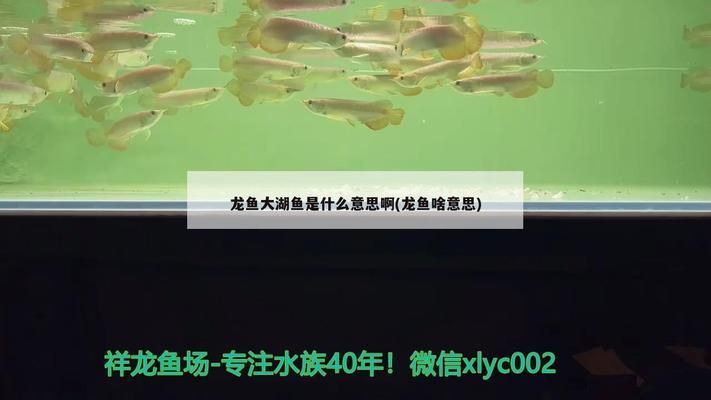 龍魚中的大湖魚是什么意思，大湖魚養(yǎng)殖技術(shù)揭秘,大湖魚市場價格趨勢,如何辨別優(yōu)質(zhì)大湖魚