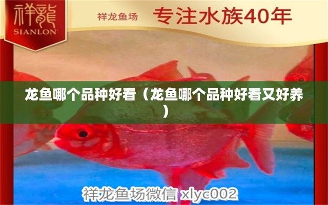 什么龍魚好，哪些龍魚是比較好養(yǎng)的？