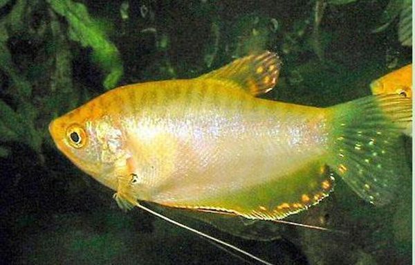 超血紅龍魚(yú)繁殖飲食搭配，超血紅龍魚(yú)繁殖期水溫控制,超血紅龍魚(yú)繁殖后護(hù)理要點(diǎn) 觀賞魚(yú)市場(chǎng)（混養(yǎng)魚(yú)） 第4張